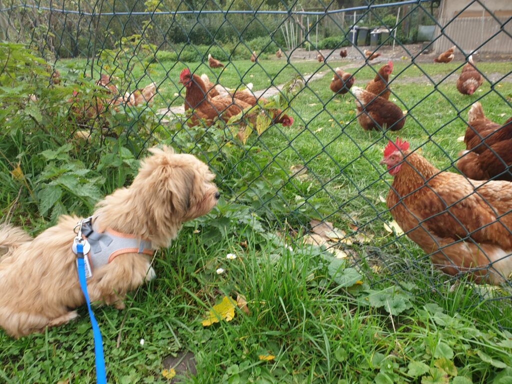 Erstes Mal Hühner